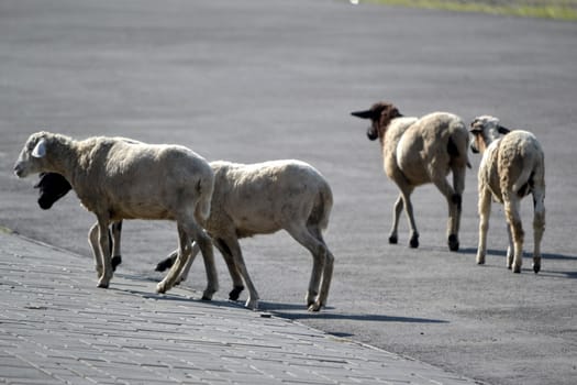 group of white lambs walking across the street