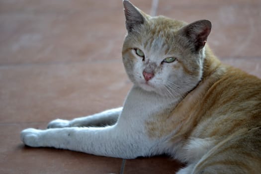 cute brown cat with white color stripe skin mixed