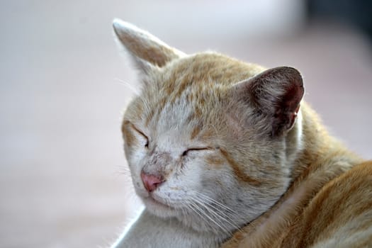 cute brown cat with white color stripe skin mixed
