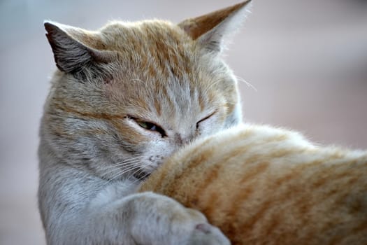 cute brown cat with white color stripe skin mixed