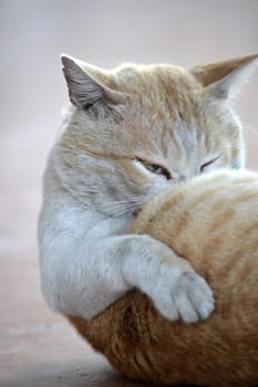 cute brown cat with white color stripe skin mixed