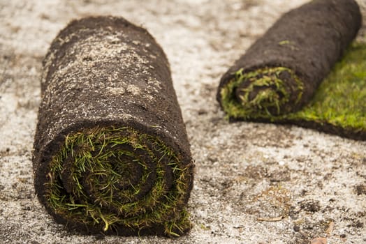 Rolls with turf strips on soil and shell sand