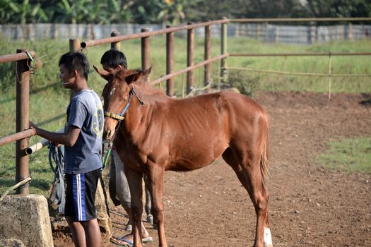 bandung, indonesia-may 31, 2014-man get walking together with his horse in arcamanik horse race arena