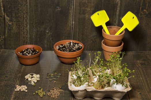 Terracotta pots, with tags and soil. A selection of seeds og pea, bean, pumkin and beet lying on a table.  Cress sprouts in an egg container