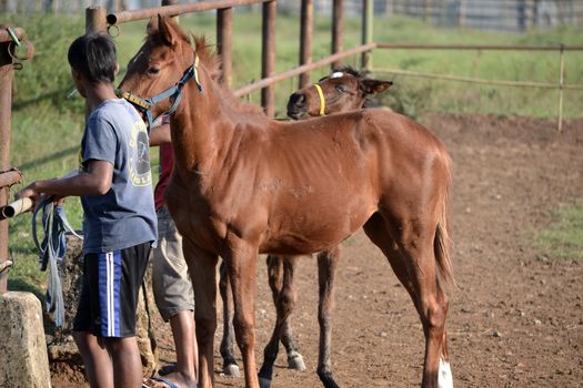 bandung, indonesia-may 31, 2014-man get walking together with his horse in arcamanik horse race arena