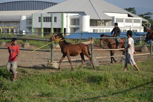 bandung, indonesia-may 31, 2014-man get walking together with his horse in arcamanik horse race arena