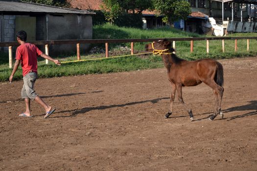 bandung, indonesia-may 31, 2014-man get walking together with his horse in arcamanik horse race arena