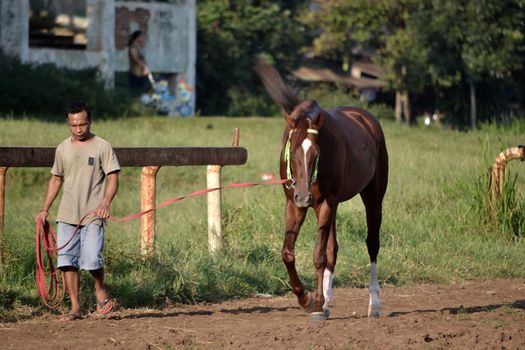 bandung, indonesia-may 31, 2014-man get walking together with his horse in arcamanik horse race arena