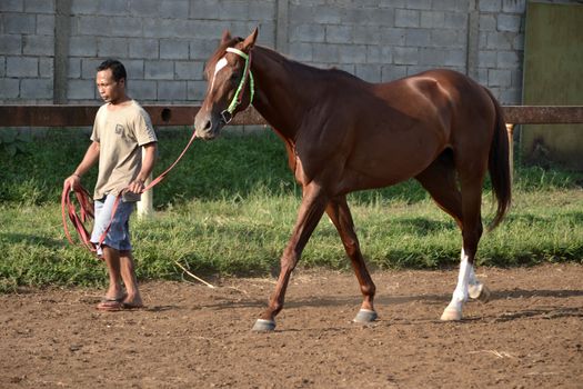 bandung, indonesia-may 31, 2014-man get walking together with his horse in arcamanik horse race arena