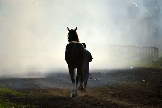 brown horse and a man get walking together