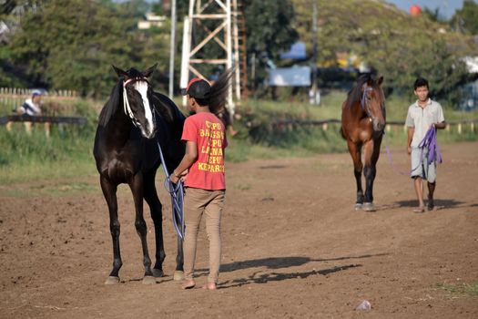 bandung, indonesia-may 31, 2014-man get walking together with his horse in arcamanik horse race arena