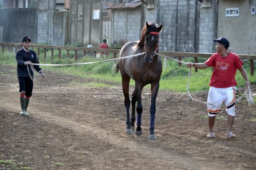 bandung, indonesia-may 31, 2014-man get walking together with his horse in arcamanik horse race arena