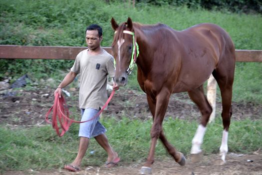 bandung, indonesia-may 31, 2014-man get walking together with his horse in arcamanik horse race arena