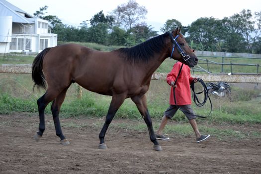 bandung, indonesia-may 31, 2014-man get walking together with his horse in arcamanik horse race arena