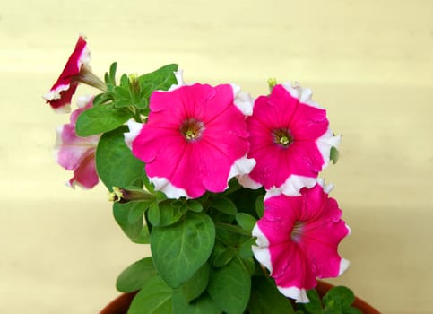 Beautiful decorative Flower Petunia on light background