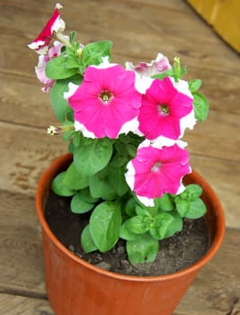 Beautiful decorative Flower Petunia in pot.Beautiful decorative flower