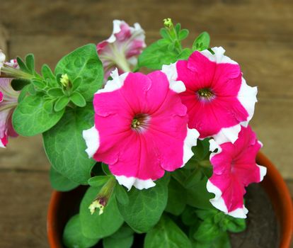 Beautiful decorative Flower Petunia in pot.Beautiful  flower