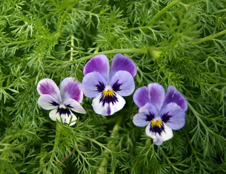 Beautiful flower pansy in green herb.Decorative flower