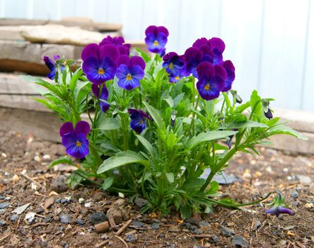 Tricolor pansy flower plant natural background, summer time