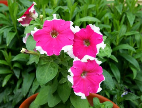 Beautiful decorative Flower Petunia in herb.Beautiful  flower