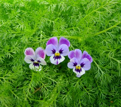 Beautiful flower pansy in green herb.Decorative flower