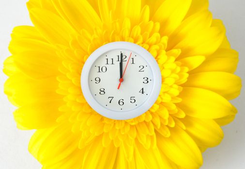 Yellow spring flower with clock face 