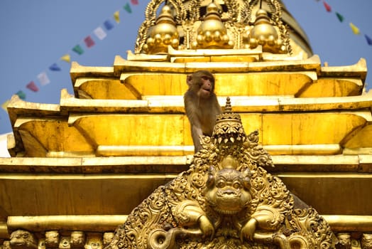 Sitting monkey on swayambhunath stupa in Kathmandu, Nepal