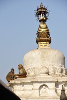 Sitting monkey on swayambhunath stupa in Kathmandu, Nepal