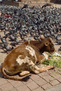 cows and pigeons in Durbar Square, Nepal