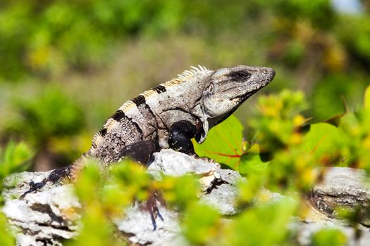 Gray-brown iguana basking on the rocks