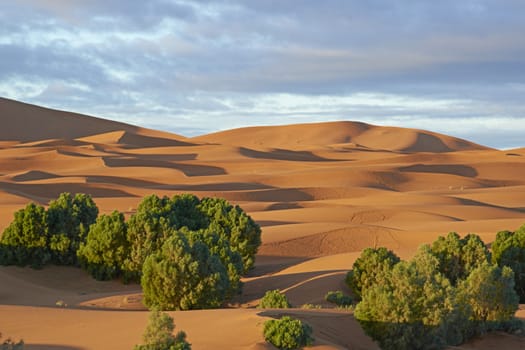 Vegetation amongst the sand dunes of the Sahara Desert of Morocco in North Africa