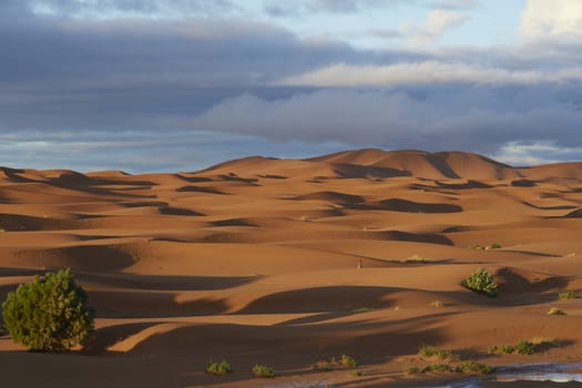 Sand dunes in the Sahara Desert of Morocco in North Africa
