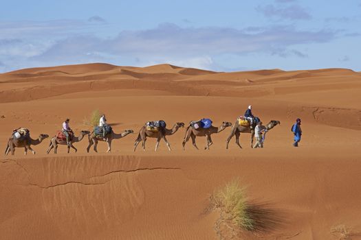 Group of tourists on a camel safari led by a Tuareg Tribesman in the sand dunes of the Sahara Desert in Morocco, North Africa
