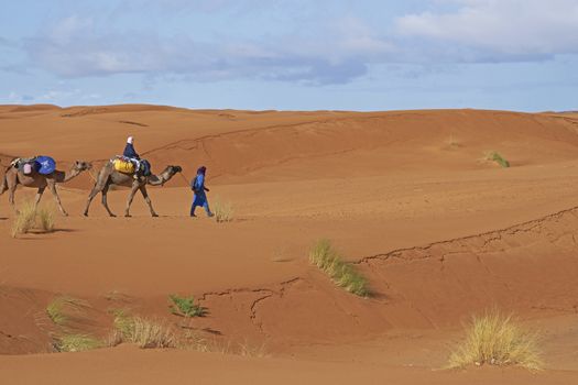 Group of tourists on a camel safari led by a Tuareg Tribesman in the sand dunes of the Sahara Desert in Morocco, North Africa
