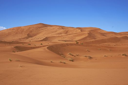 Sand dunes in the Sahara Desert of Morocco in North Africa