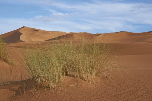 Tuft of grass growing amongst the sand dunes of the Sahara Desert of Morocco in North Africa