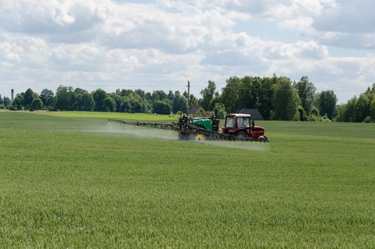 Machine tractor with special equipment fertilize agriculture wheat cereal crop plant field in summer.