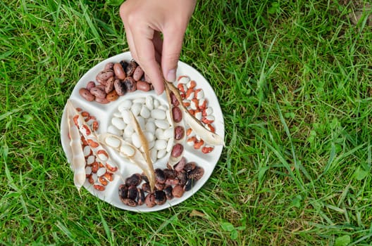 woman hand hold dried bean pod over the plate with colored beans on green meadow background