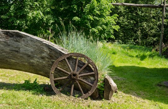 big old lying on a grass stem growing light green sedges resting next old wooden carriage wheel