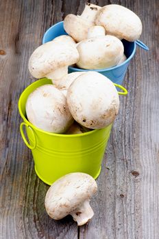 Green and Blue Buckets with Big Raw Champignons In a Row isolated on Rustic Wooden background