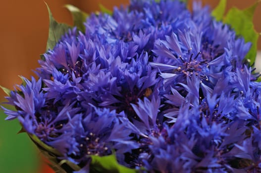 Bouquet of blue cornflowers                               