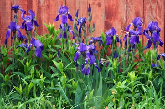 Blue irises on red fence                               