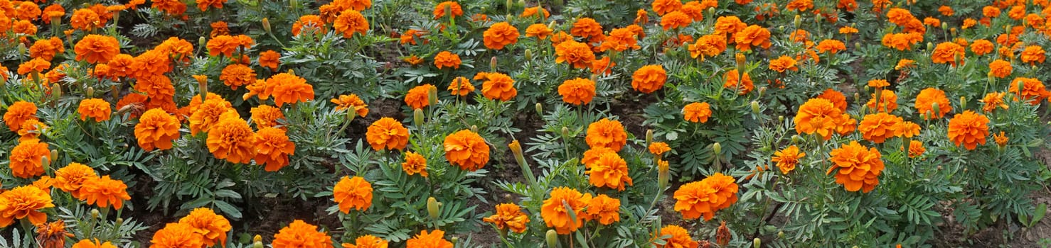 Marigolds in the flowerbed - panoramic image                          