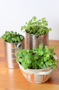 herbs