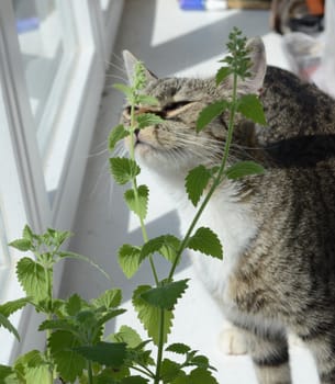 catnip