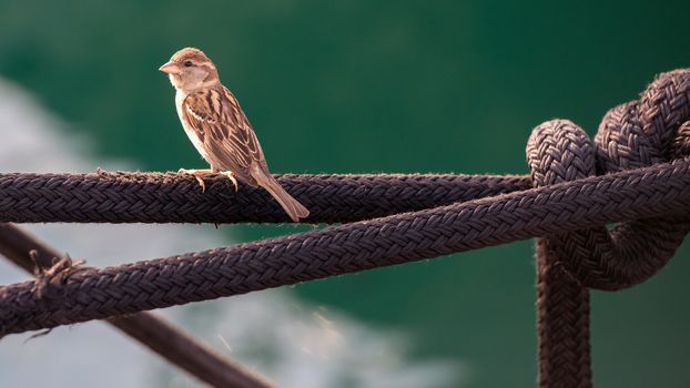 House sparrow free to fly constantly in search of food