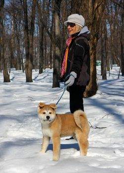 Puppie of Japanese dog Akita Inu, with lady,walking in the park ,Belgrade,Serbia.First steps on the snow.