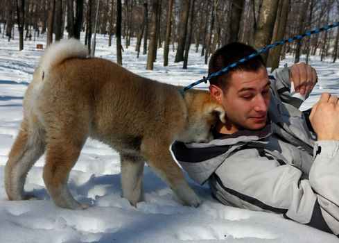 Puppie of Japanese dog Akita Inu, playing in the park with his owner,Belgrade,Serbia