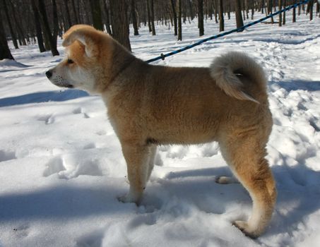 Puppy of Japanese dog Akita Inu,Belgrade,Serbia.First steps on the snow.