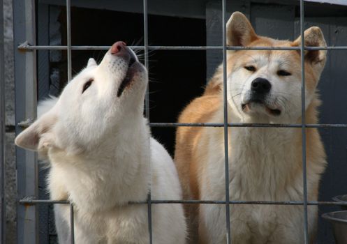 Akita Inu females,Belgrade,Serbia